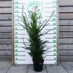 Tis obyčajný (Taxus baccata) - výška 90-110 cm, kont. C7,5L